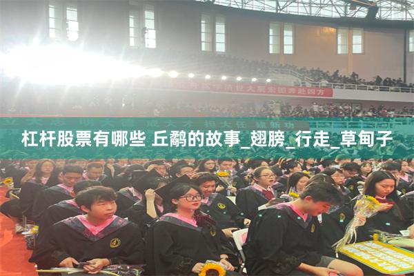 杠杆股票有哪些 丘鹬的故事_翅膀_行走_草甸子